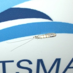 Nectopsyche exquisita