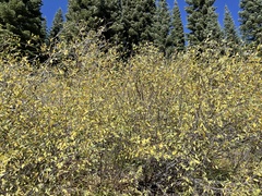 Salix scouleriana