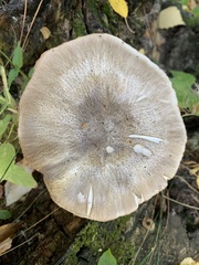Pluteus cervinus