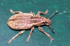 Sitona humeralis