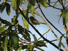 Camptostoma obsoletum