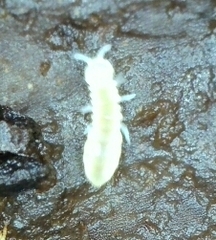Onychiurinae