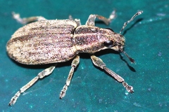 Sitona humeralis
