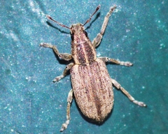 Sitona humeralis