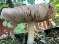 Pluteus cervinus