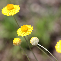 Leucochrysum albicans