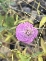 Sidalcea glaucescens