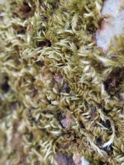 Homalothecium fulgescens