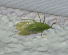 Rhynchomitra microrhina