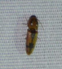 Conoderus vespertinus