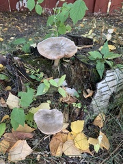 Pluteus cervinus