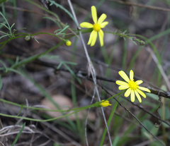 Senecio pinnatifolius