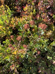 Spiraea splendens