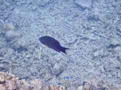 Oxycheilinus digramma