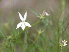 Lithotoma anethifolia