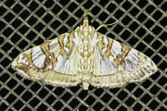 Glyphodes sibillalis