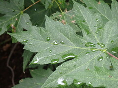 Acer