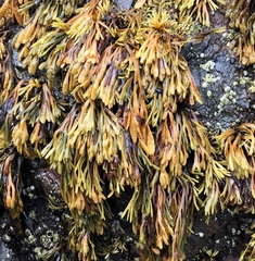 Pelvetiopsis limitata