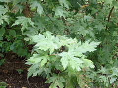 Acer