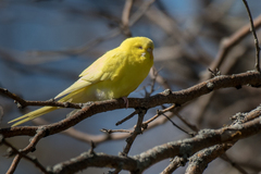 Melopsittacus undulatus domesticus