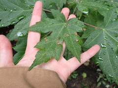 Acer