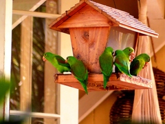 Brotogeris jugularis