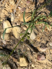 Cyperus entrerianus