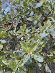 Ceanothus spinosus