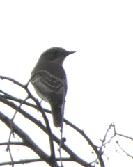Muscicapa striata