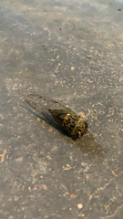 Neotibicen pruinosus