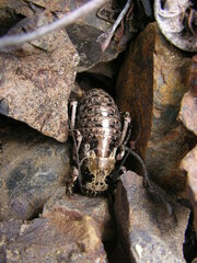 Cyphoderris monstrosa