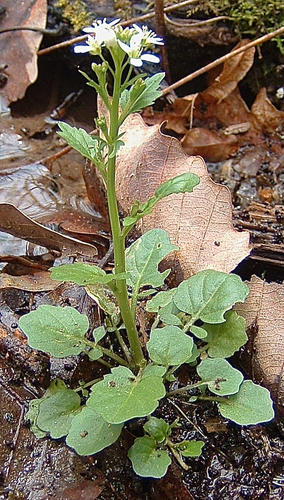 streambank bittercress (Cardamine micranthera)