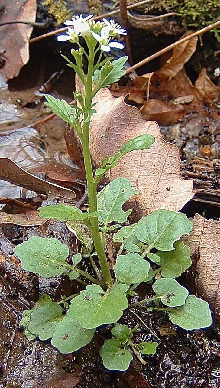 Cardamine micranthera