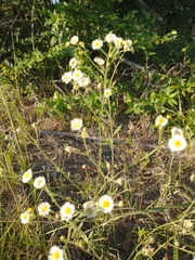 Boltonia asteroides