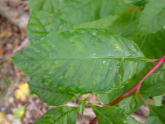 Pokeweed mosaic virus