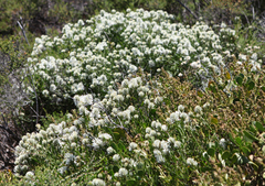 Ptilotus divaricatus