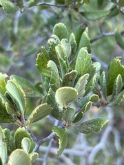 Cercocarpus betuloides