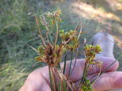 Cyperus surinamensis