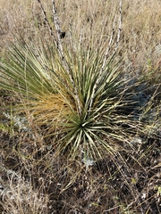 Yucca glauca