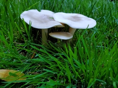 Fungi