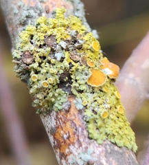 Xanthomendoza hasseana