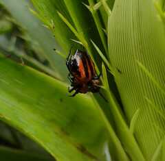 Alpaida quadrilorata