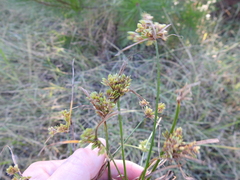 Cyperus surinamensis