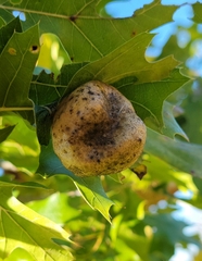 Amphibolips confluenta