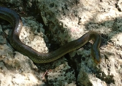 Zamenis longissimus
