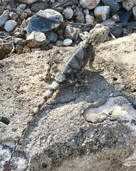 Agama anchietae