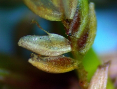 Cyperus surinamensis