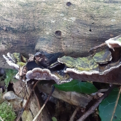 Auricularia mesenterica