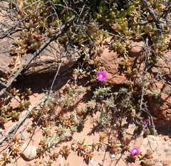 Disphyma crassifolium