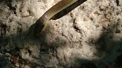Zamenis longissimus